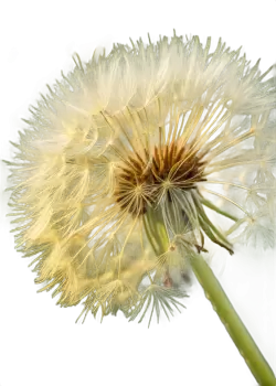 Imagen PNG para descargar